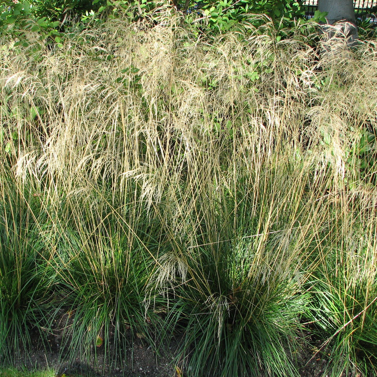 tuvtåtel 'Goldschleier'
