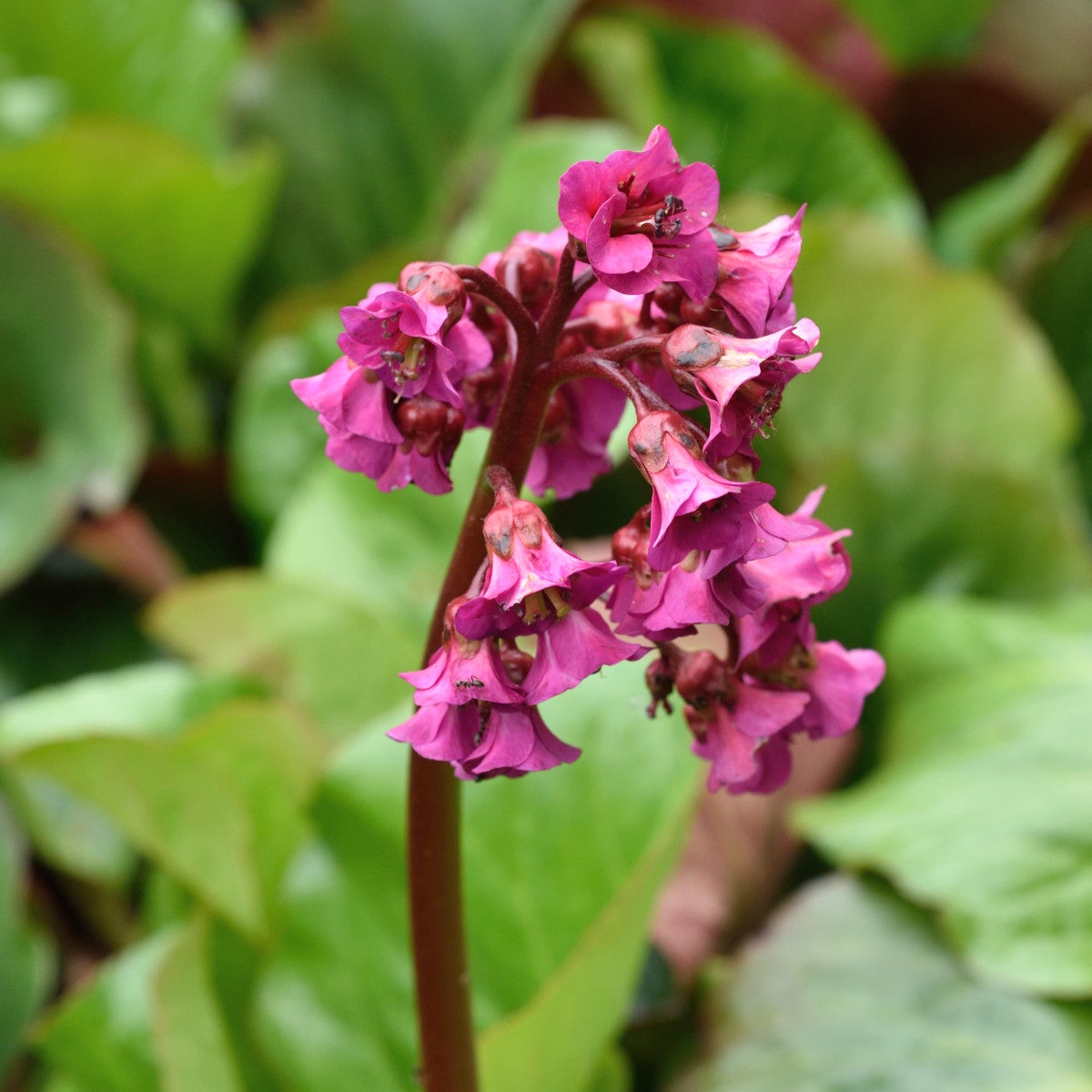 hjärtbergenia 'Vinterglöd'