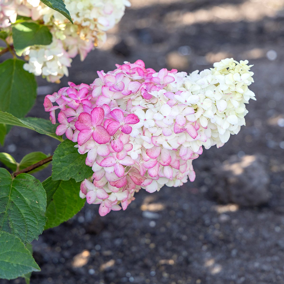 vipphortensia Fraise Melba ('Renba'PBR)