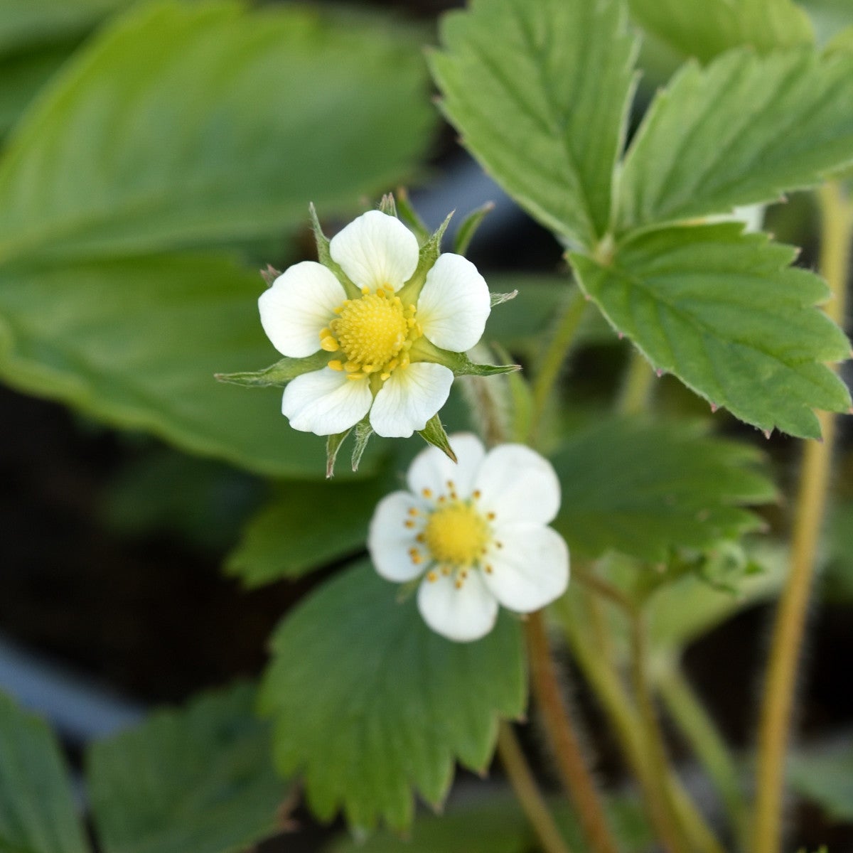 månadssmultron 'Rügen'