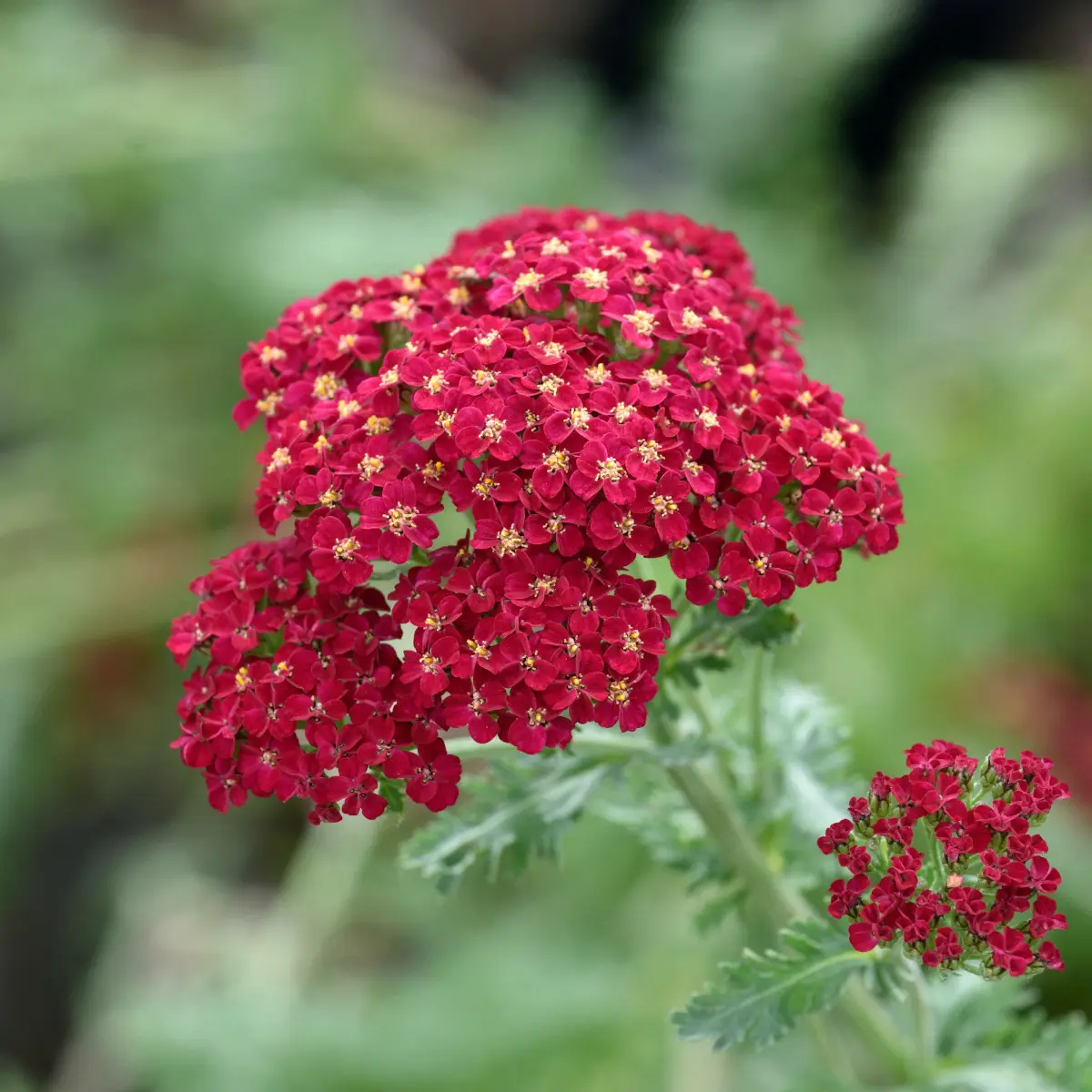 röllika 'Red Velvet'