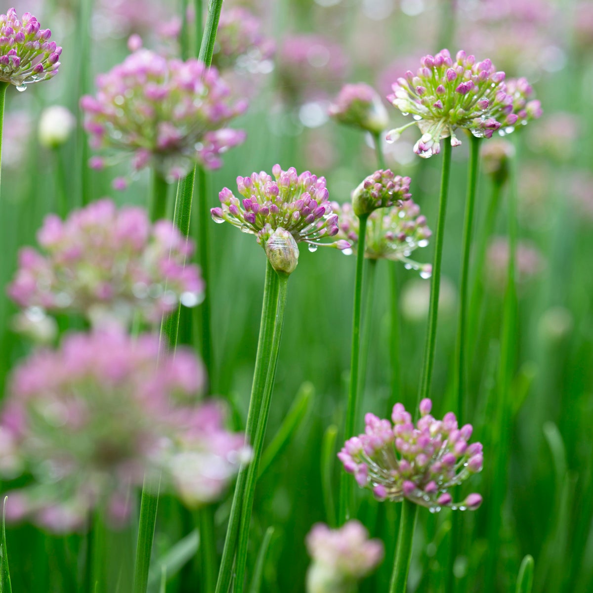 trädgårdskantlök 'Millenium'
