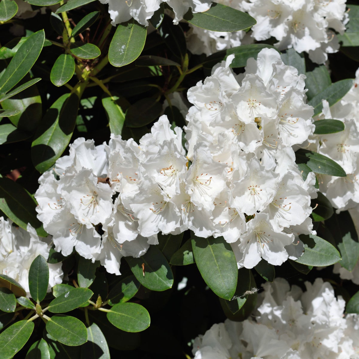 yakushimanum-rododendron 'Schneekrone'