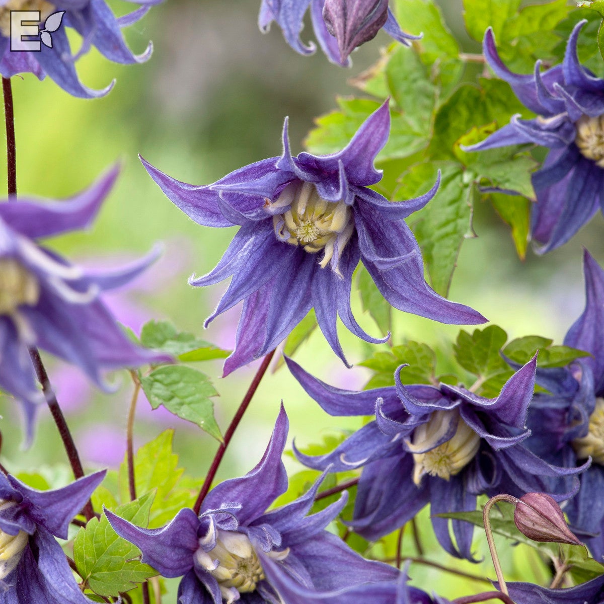 atragene-klematis Tindra® E