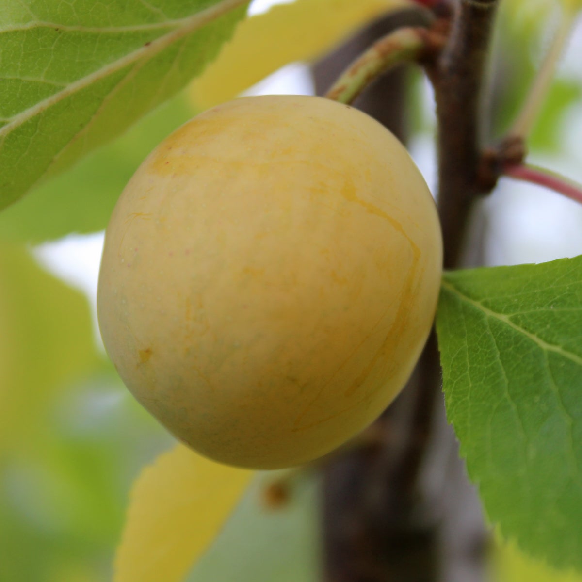 plommon 'Allmänt Gulplommon'