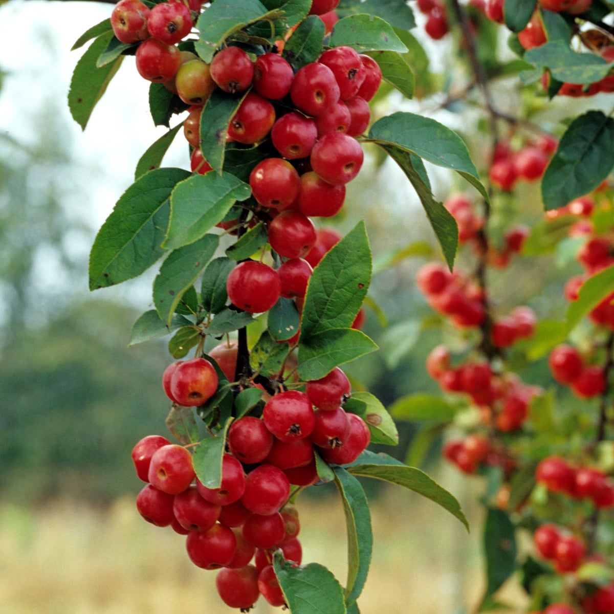 prydnadsapel 'Crittenden'