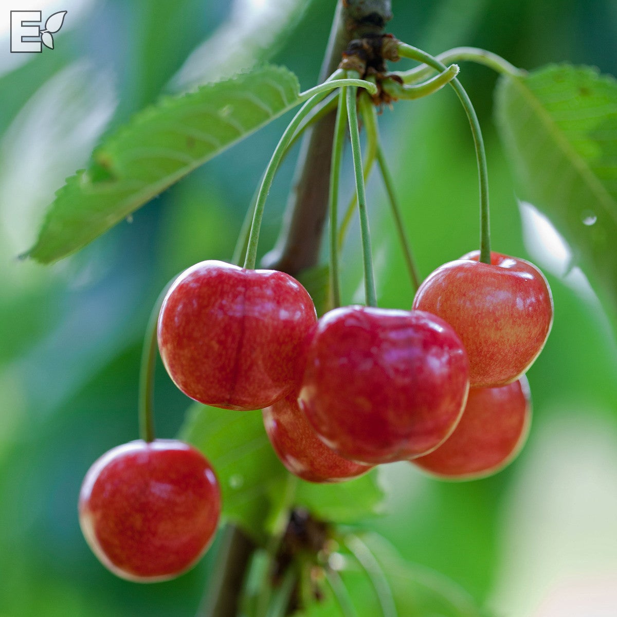 sötkörsbär 'Gårdebo' E