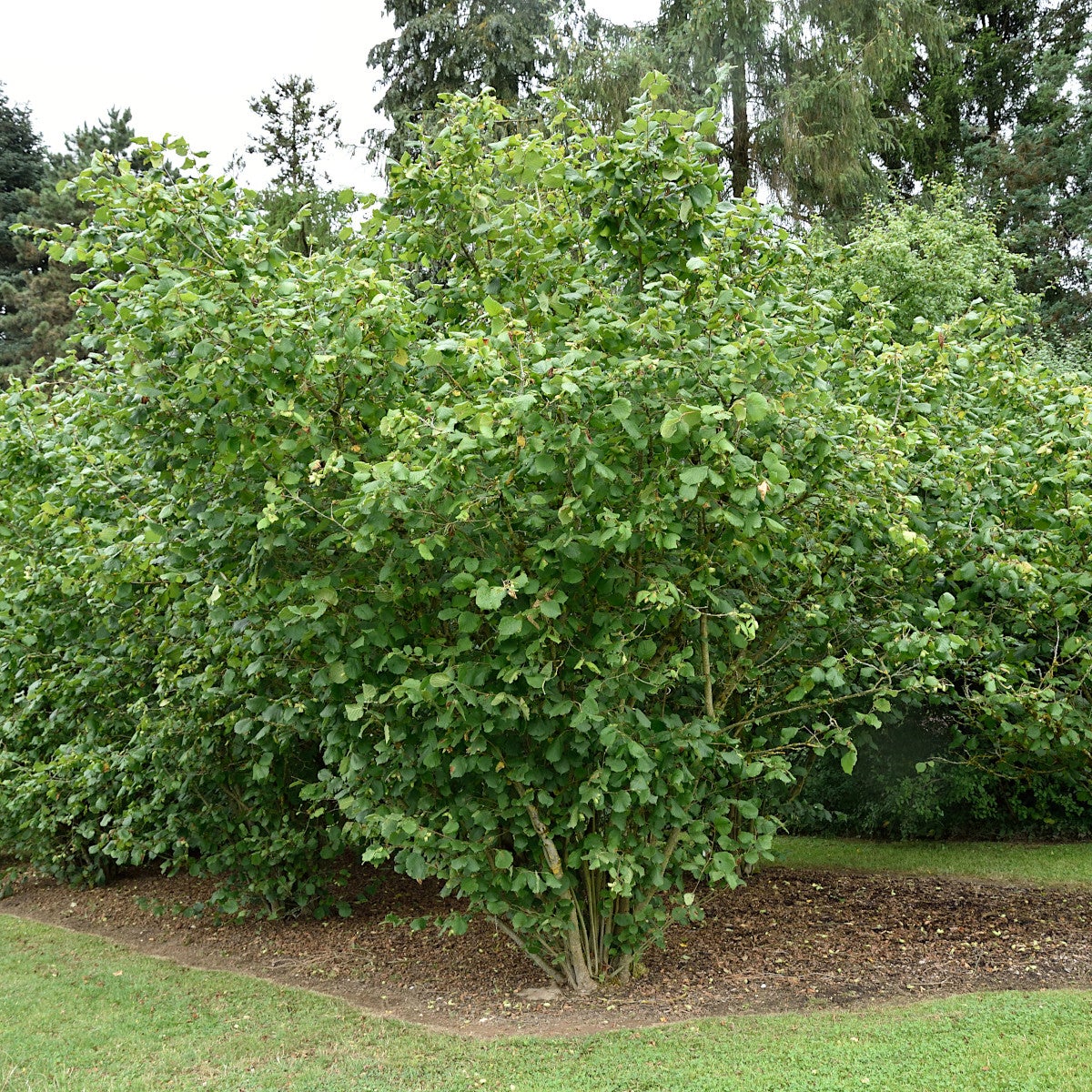 hasselnöt 'Webb's Prize Cob'
