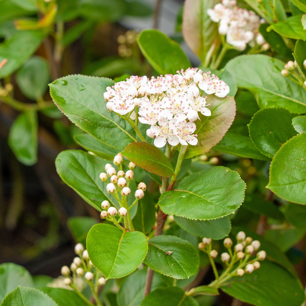 slånaronia 'Viking'