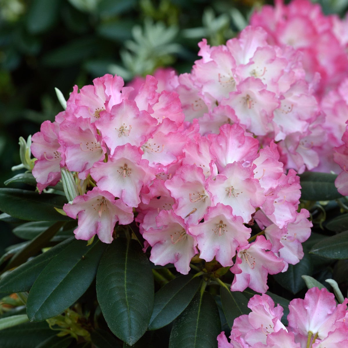 yakushimanum-rododendron 'Fantastica'