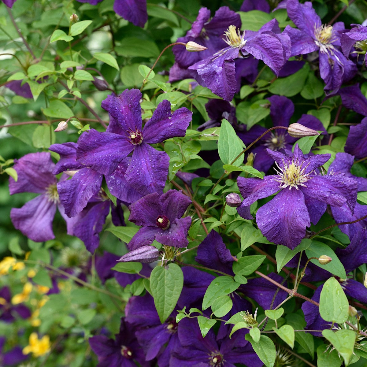 viticella-klematis 'Polish Spirit'