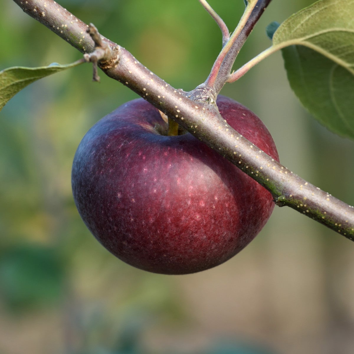 äpple 'Pekka'