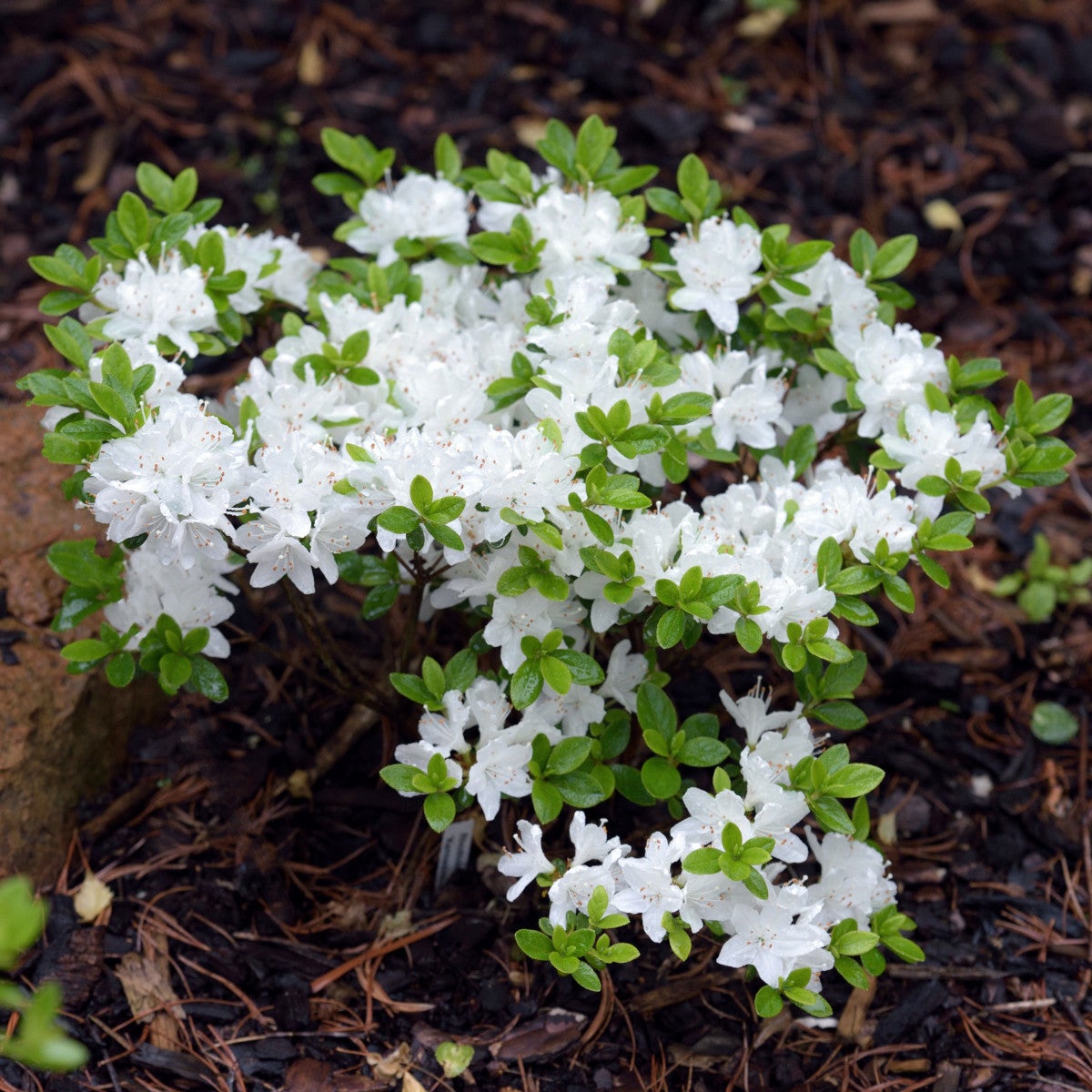 japansk azalea 'Kermesi. Album'
