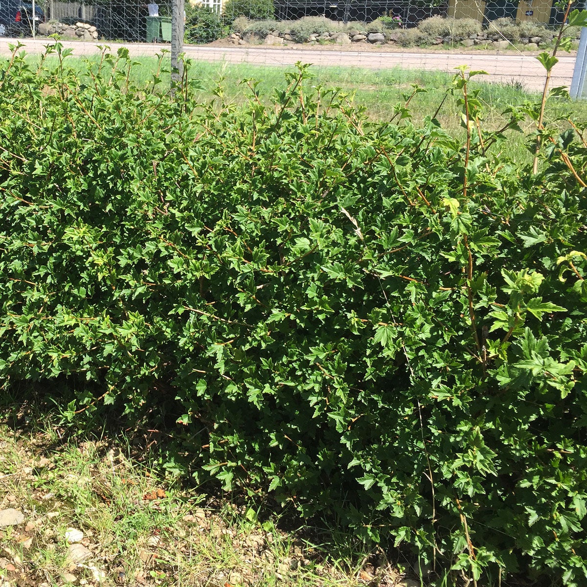 måbär Öerne ('Inger')