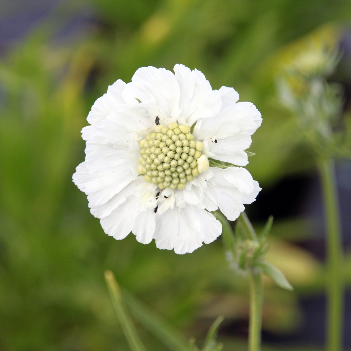höstvädd 'Perfecta Alba'
