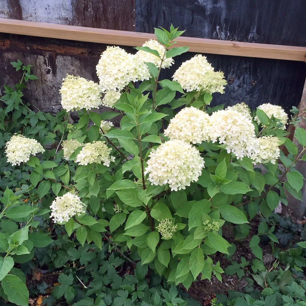 vipphortensia 'Limelight'PBR