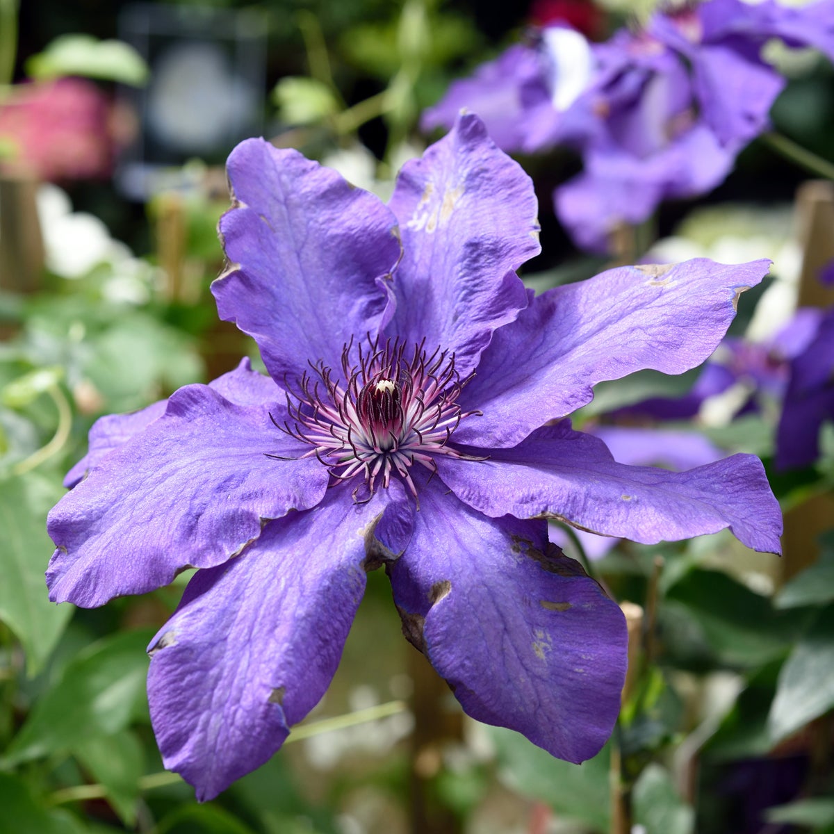 tid storbl. klematis 'The President'