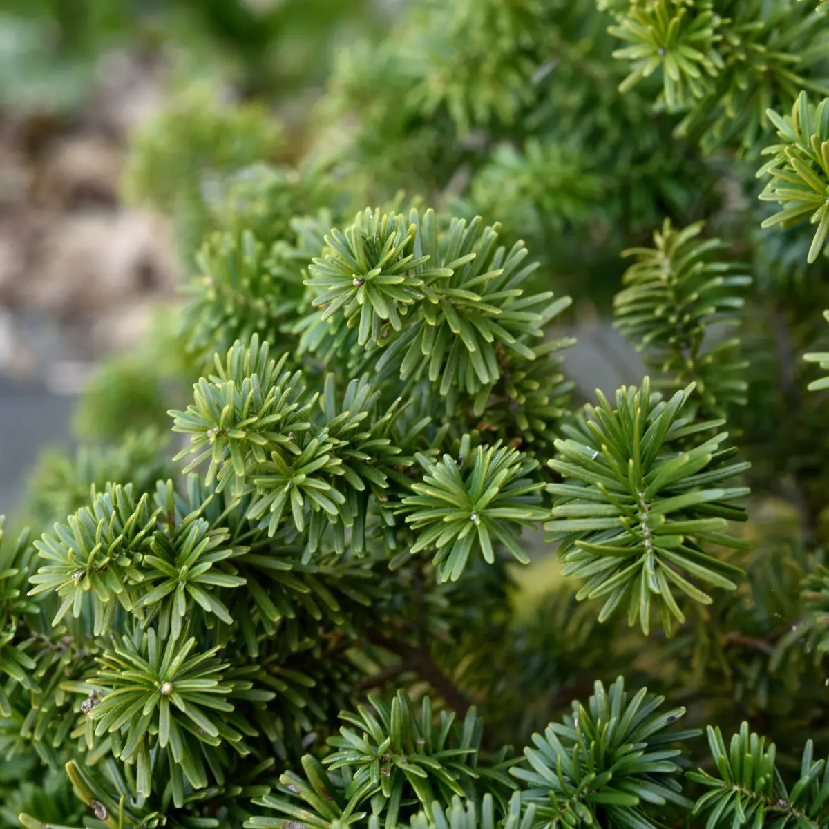 balsamgran 'Nana'