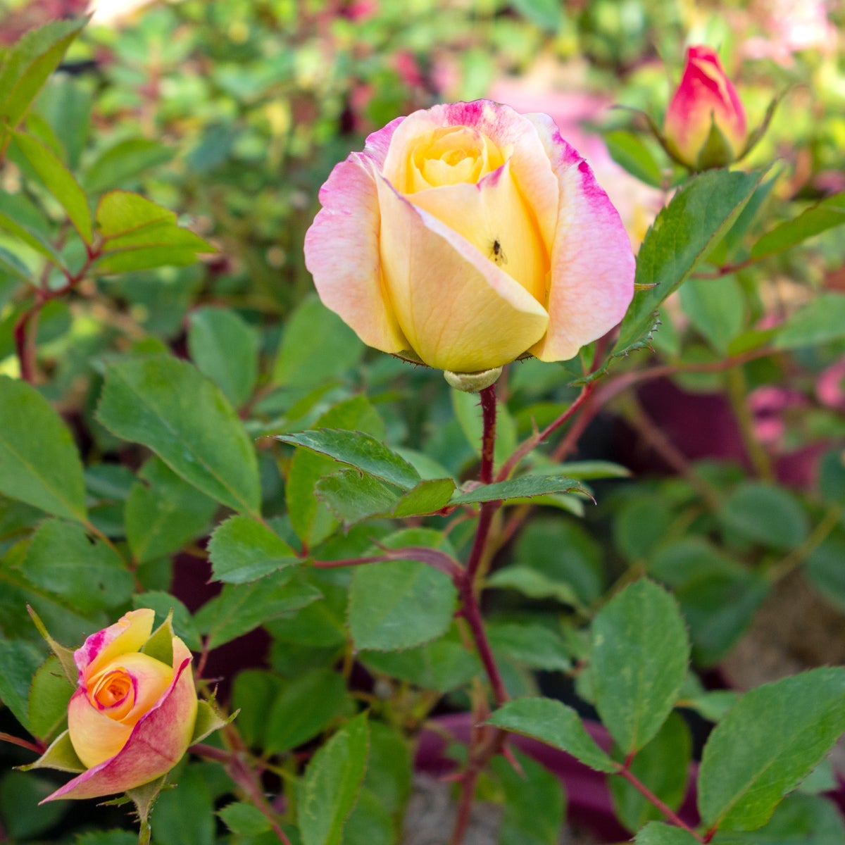 modern buskros Music Box