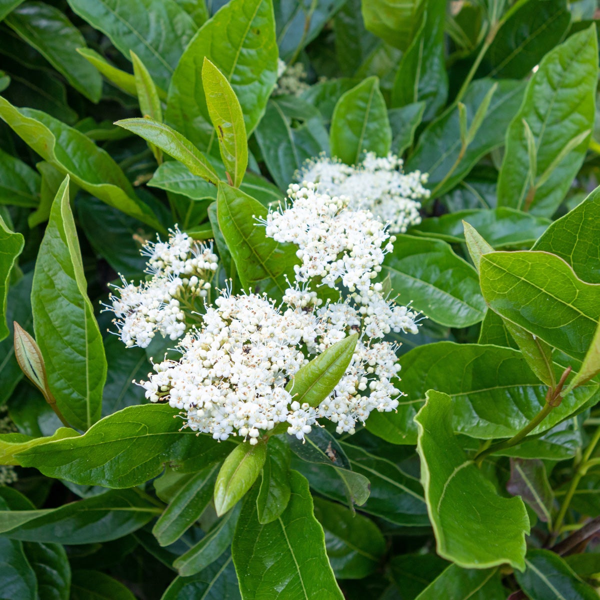nakenolvon Brandywine ('Bulk')