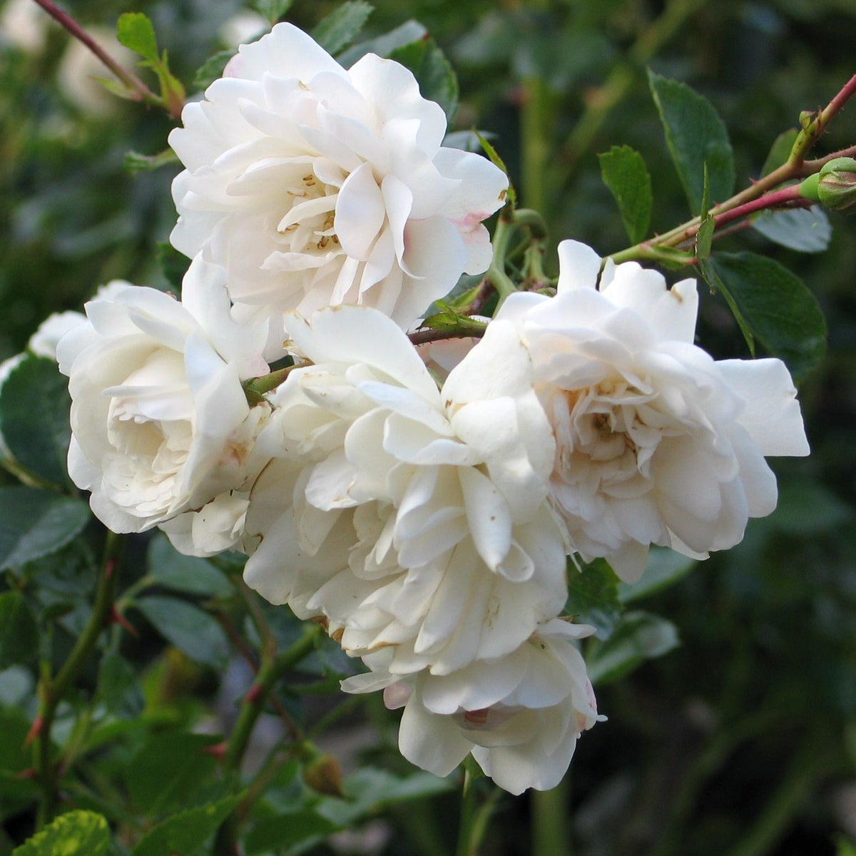 modern buskros Swany®