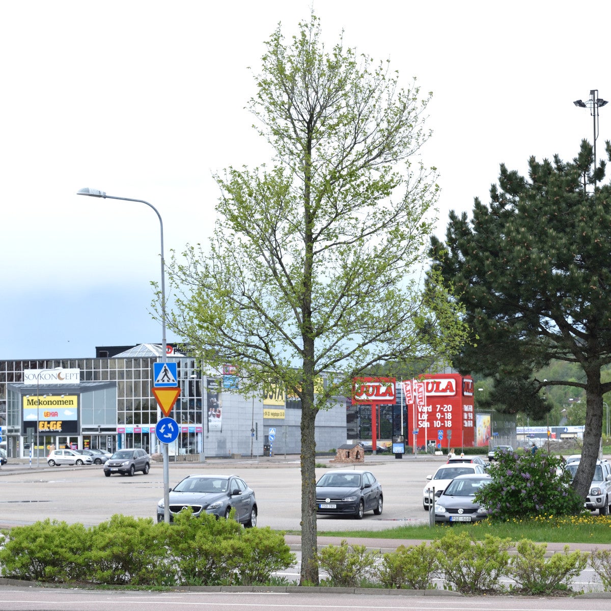 parkalm 'Rebona'