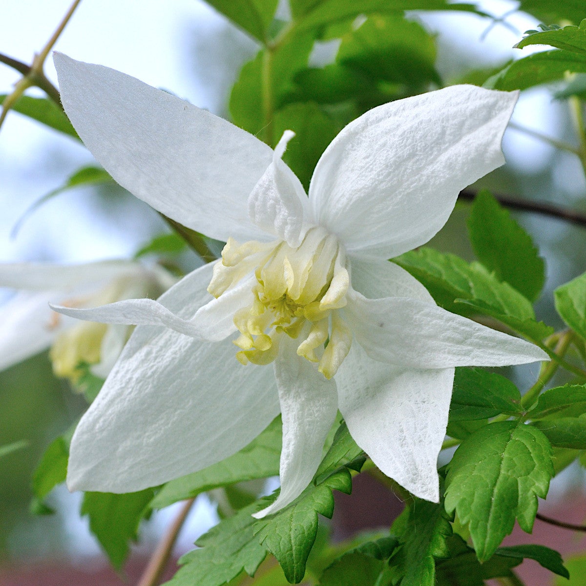 atragene-klematis 'Albina Plena'PBR