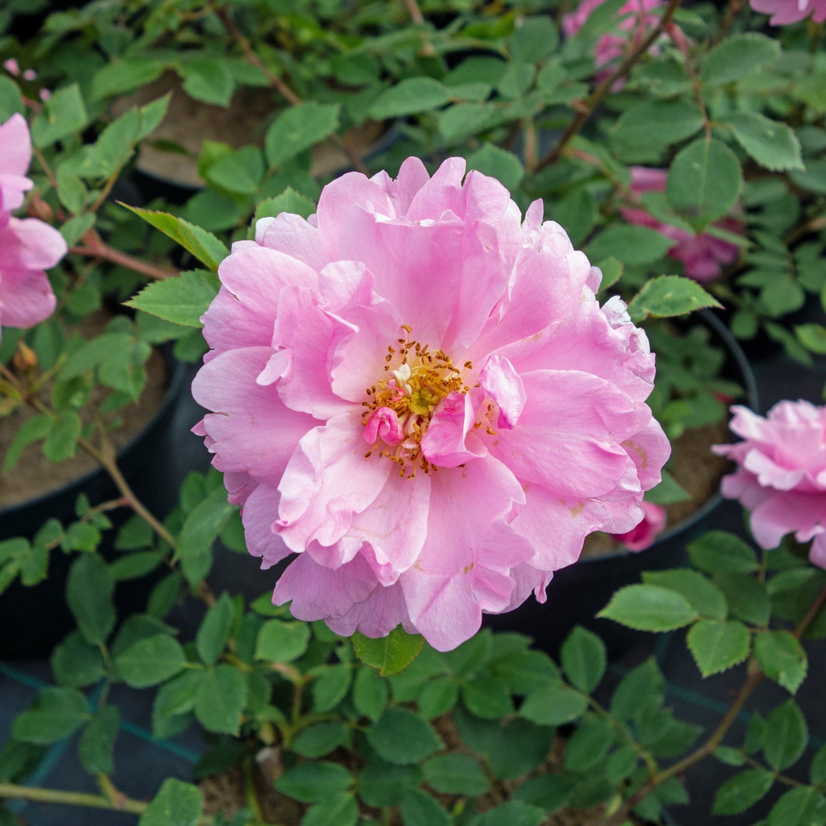 kordesii-ros 'John Davis'