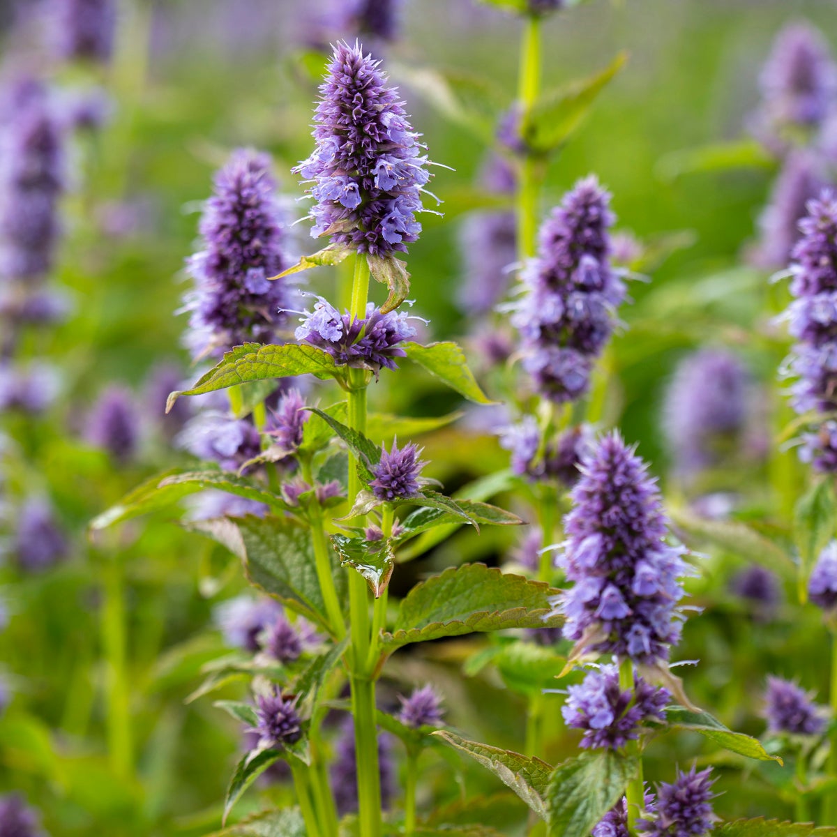 anisisop 'Blue Fortune'