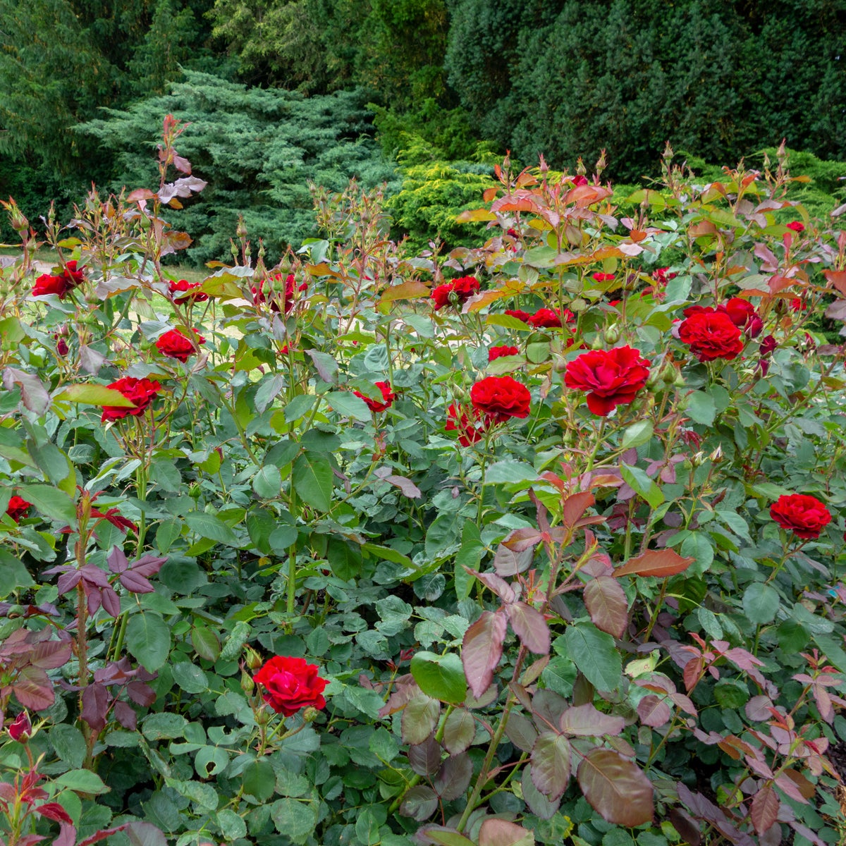 floribundaros H. C. Andersen