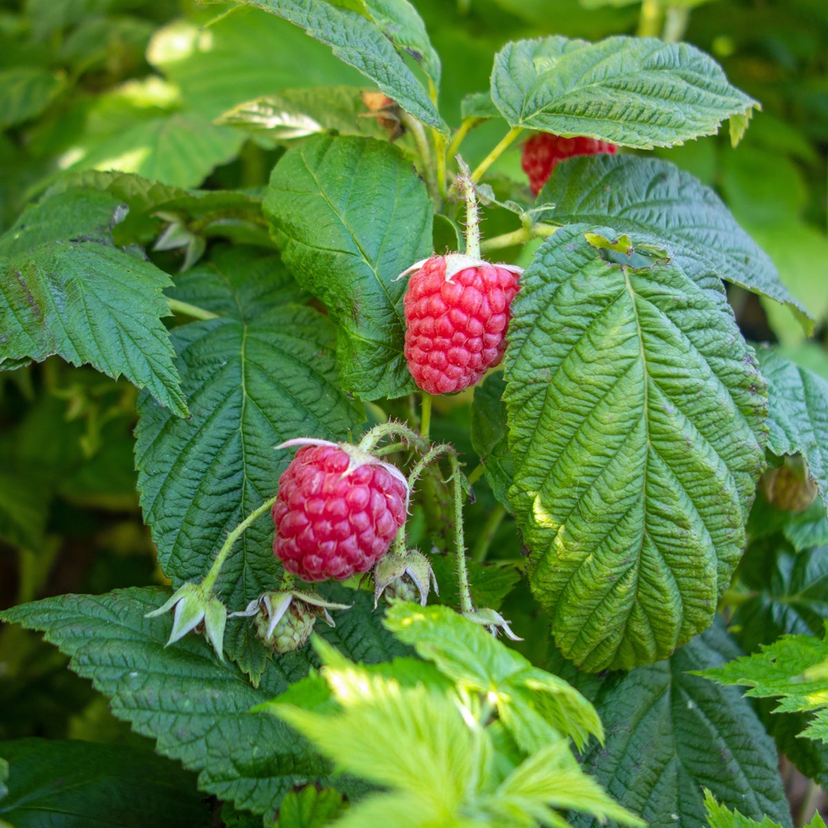 hösthallon 'Autumn Bliss'