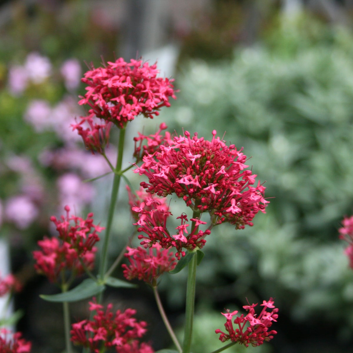 pipört 'Coccineus'