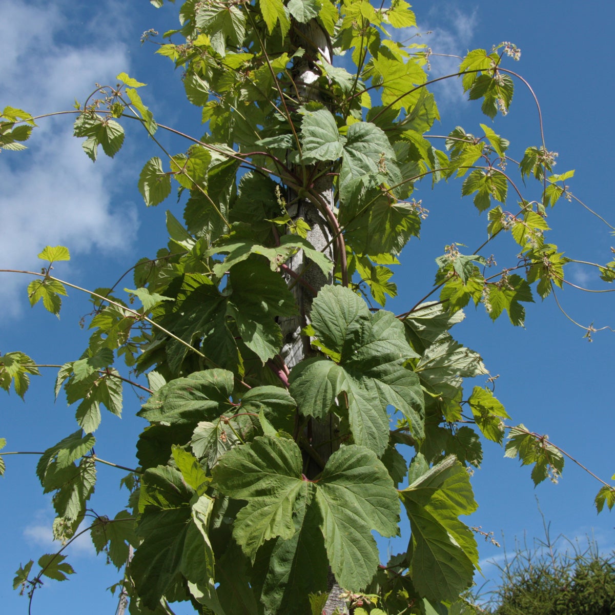 humle 'Hulla Norrgård'