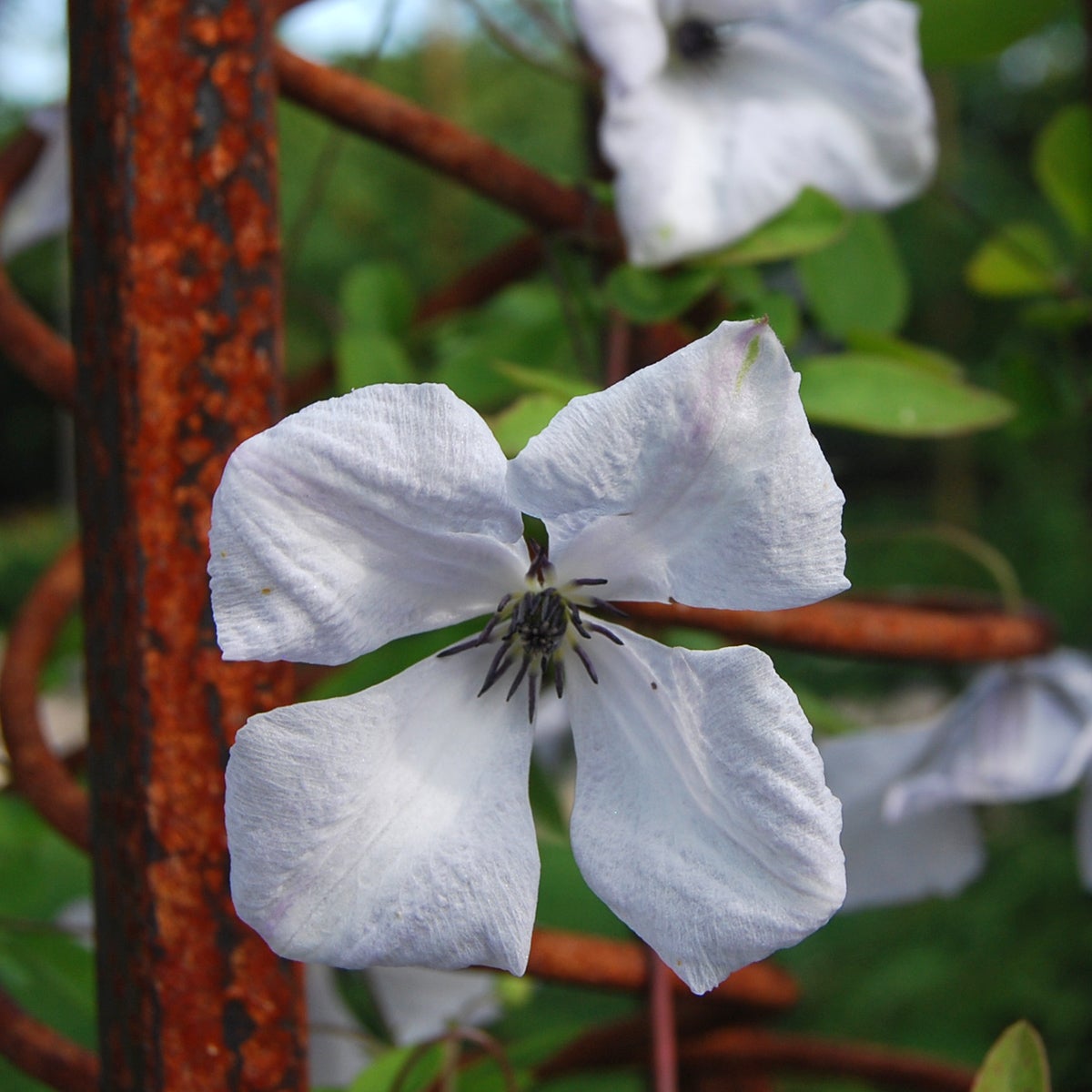 viticella-klematis 'Alba Luxurians'