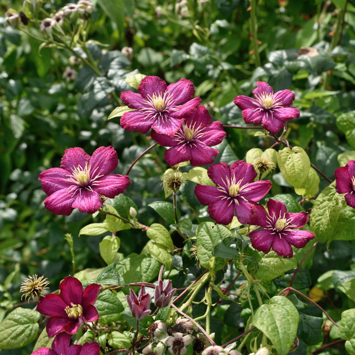 sen storblommig klematis 'Ville de Lyon'