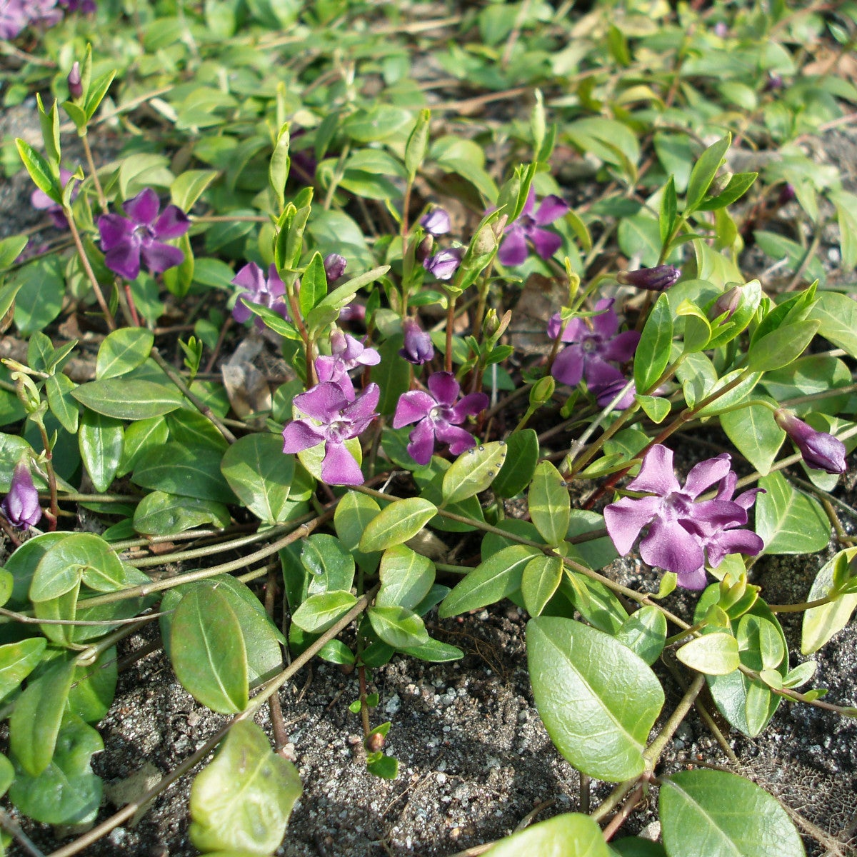 vintergröna 'Atropurpurea'