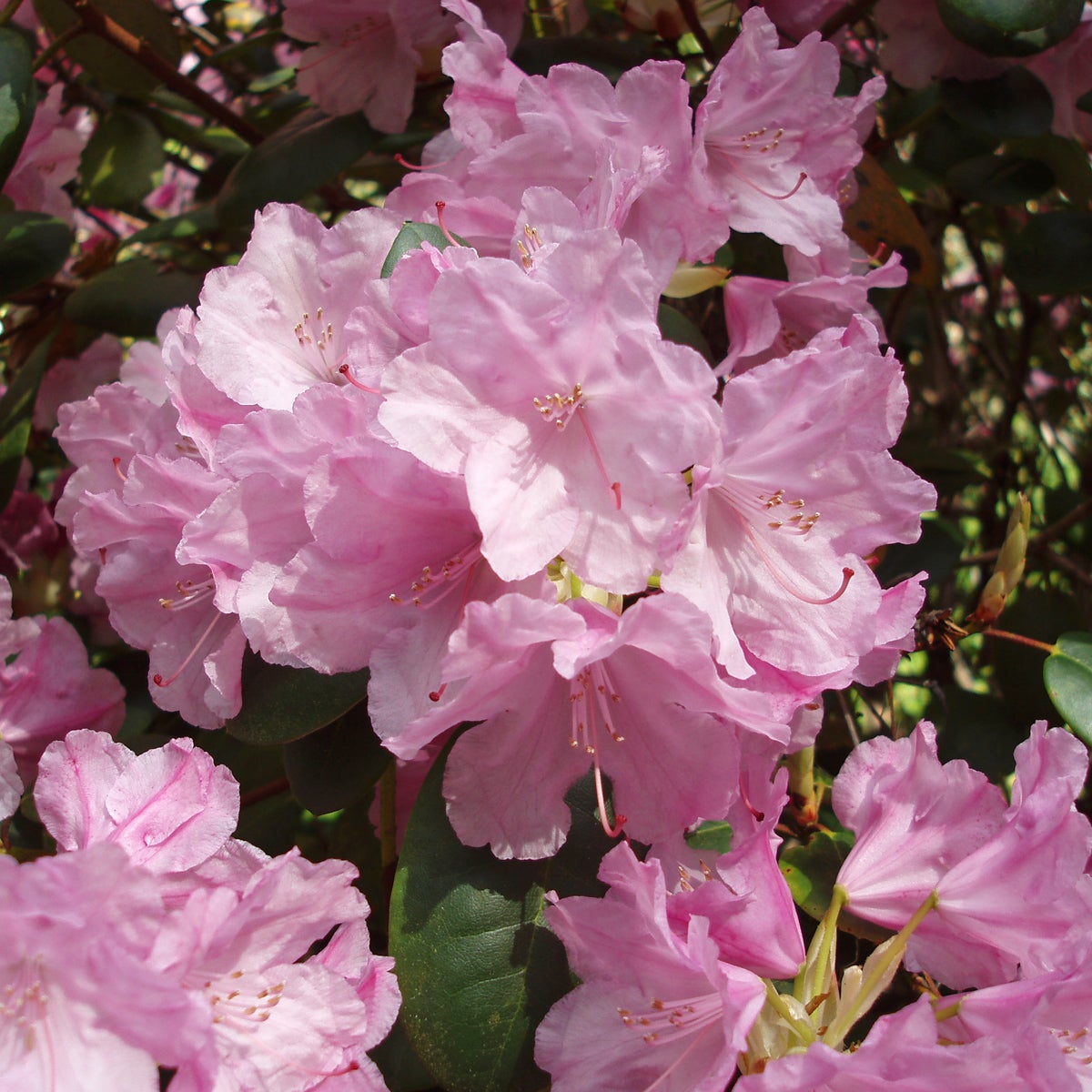williamsianum-rododendron 'Vater Böhlje'