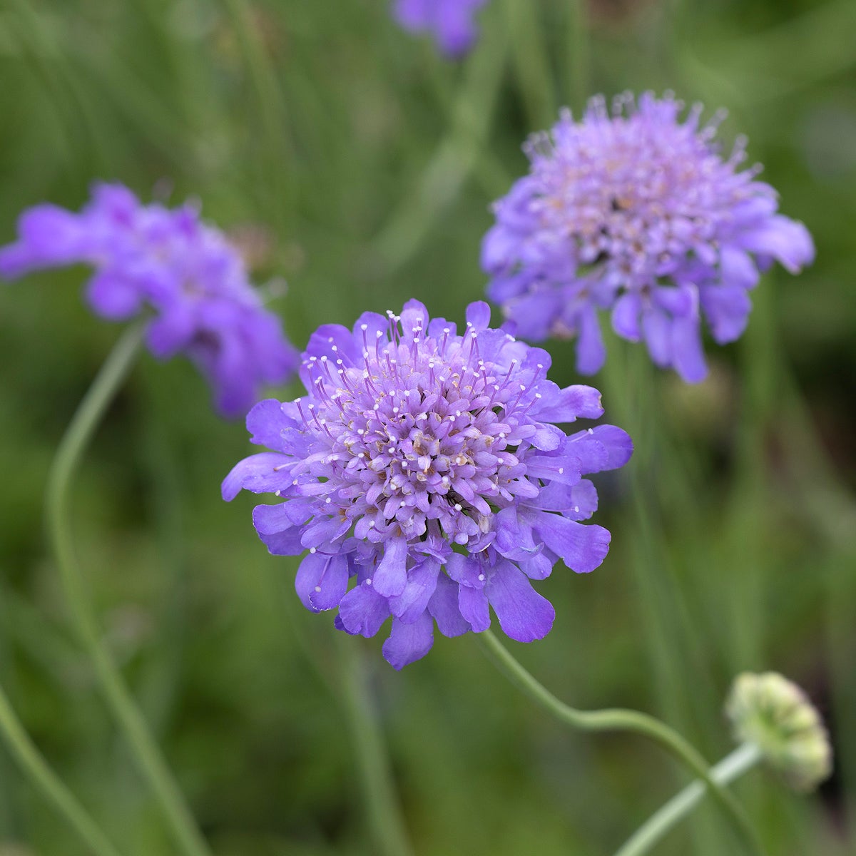 fältvädd 'Butterfly Blue'