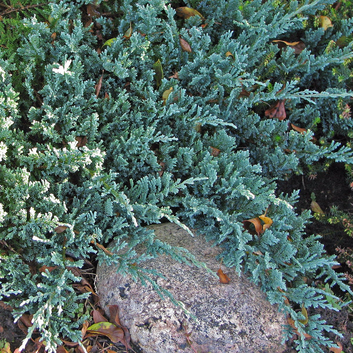 amerikansk kryp-en 'Blue Chip'