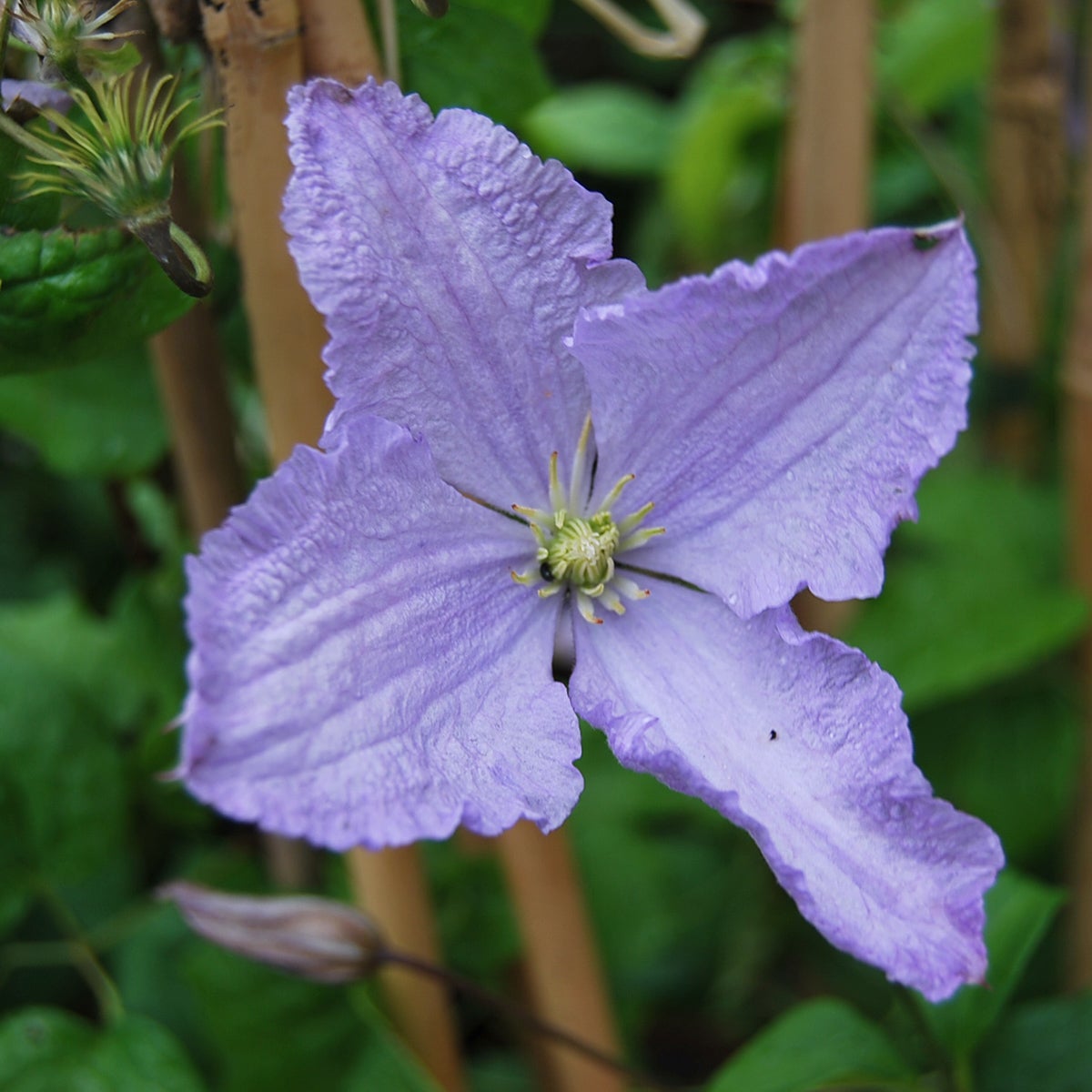 sen storblommig klematis Blue Angel