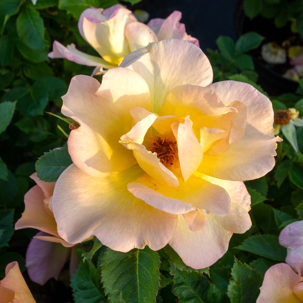 modern buskros 'Morden Sunrise'