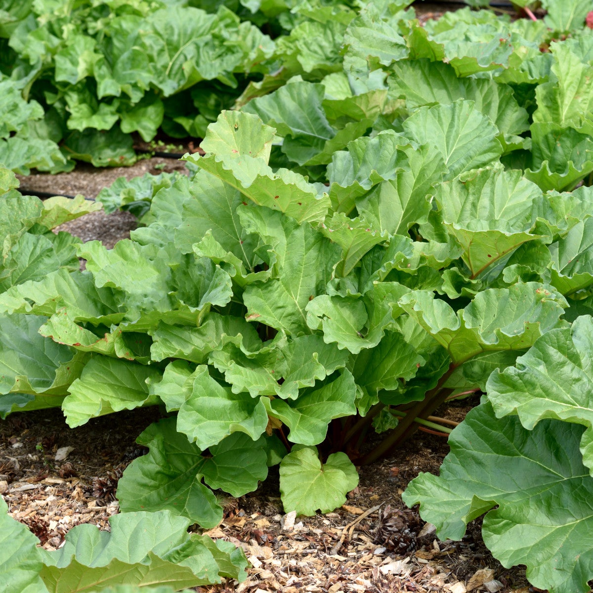 rabarber 'Timperley Early'