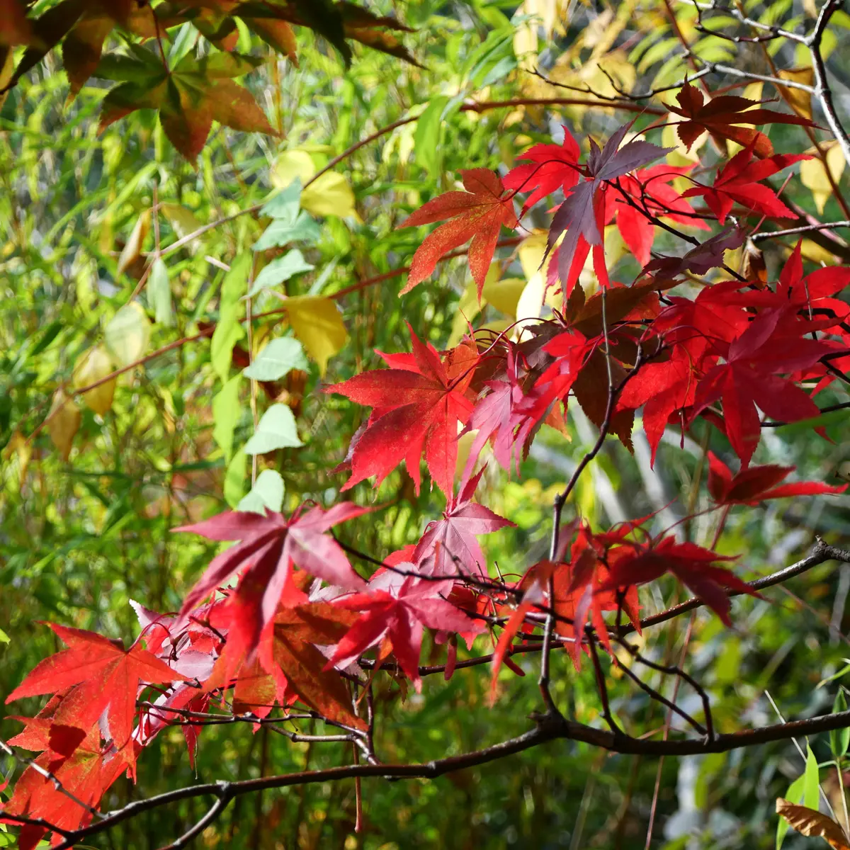 japansk lönn 'Osakazuki'