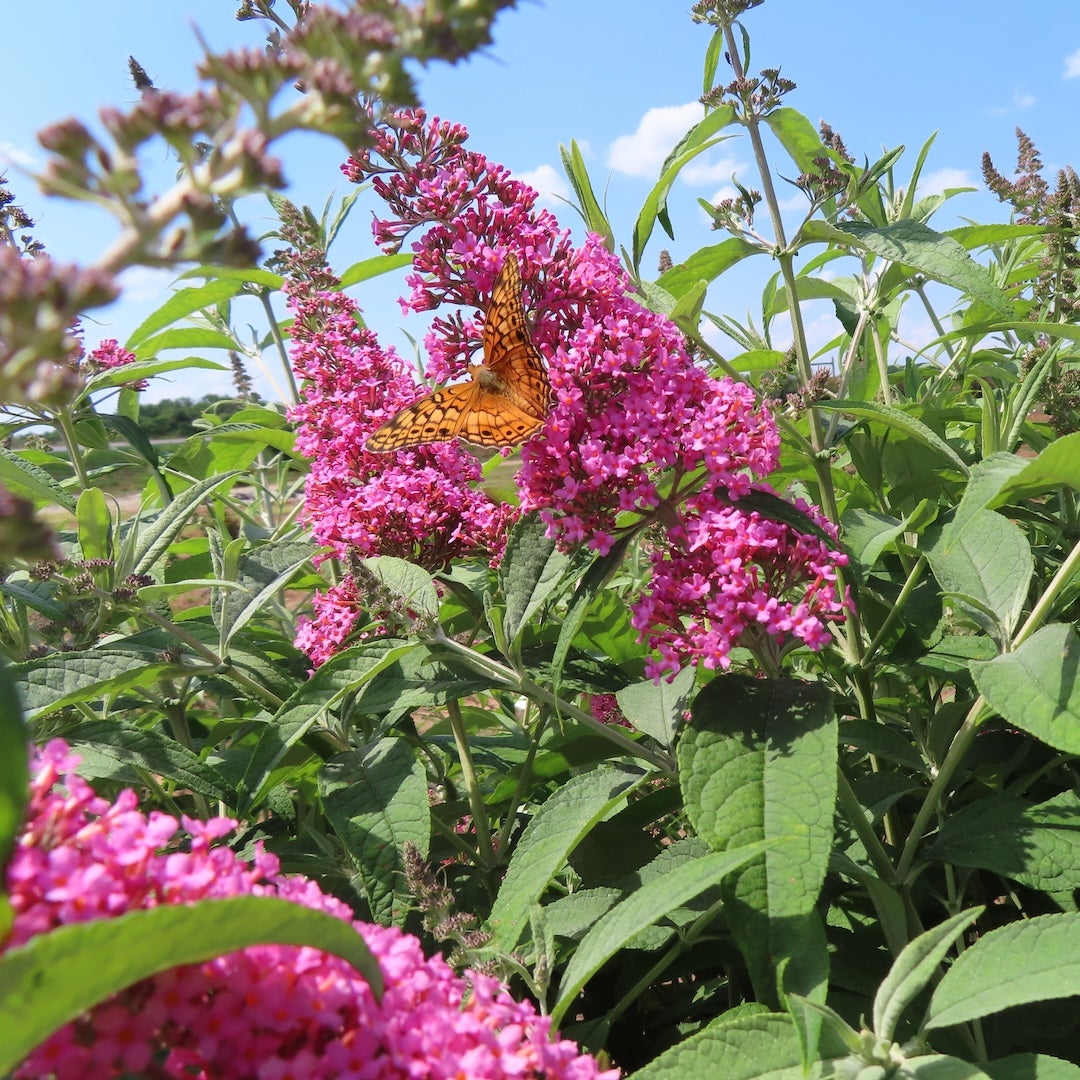 syrenbuddleja Trippy Pink