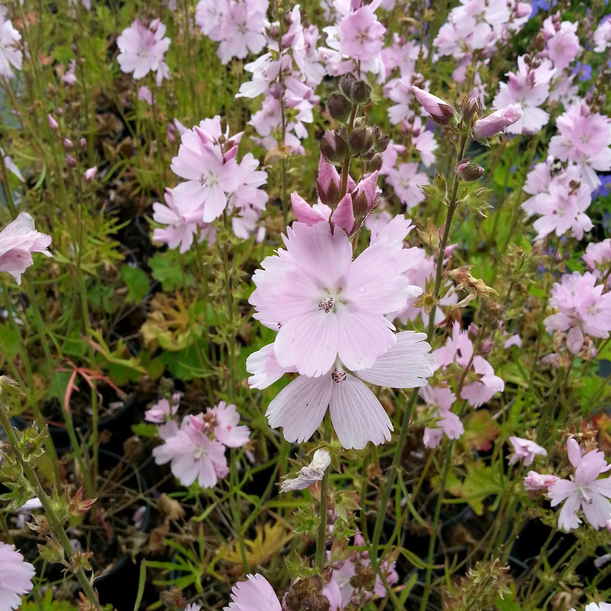 axmalva 'Elsie Heugh'