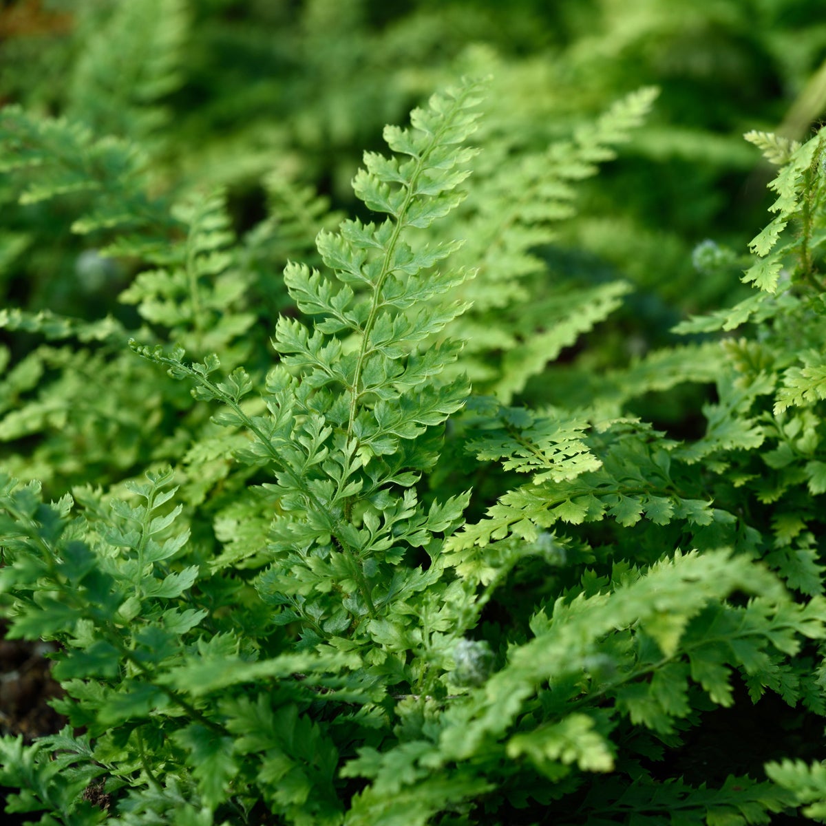 spetsbräken 'Herrenhausen'