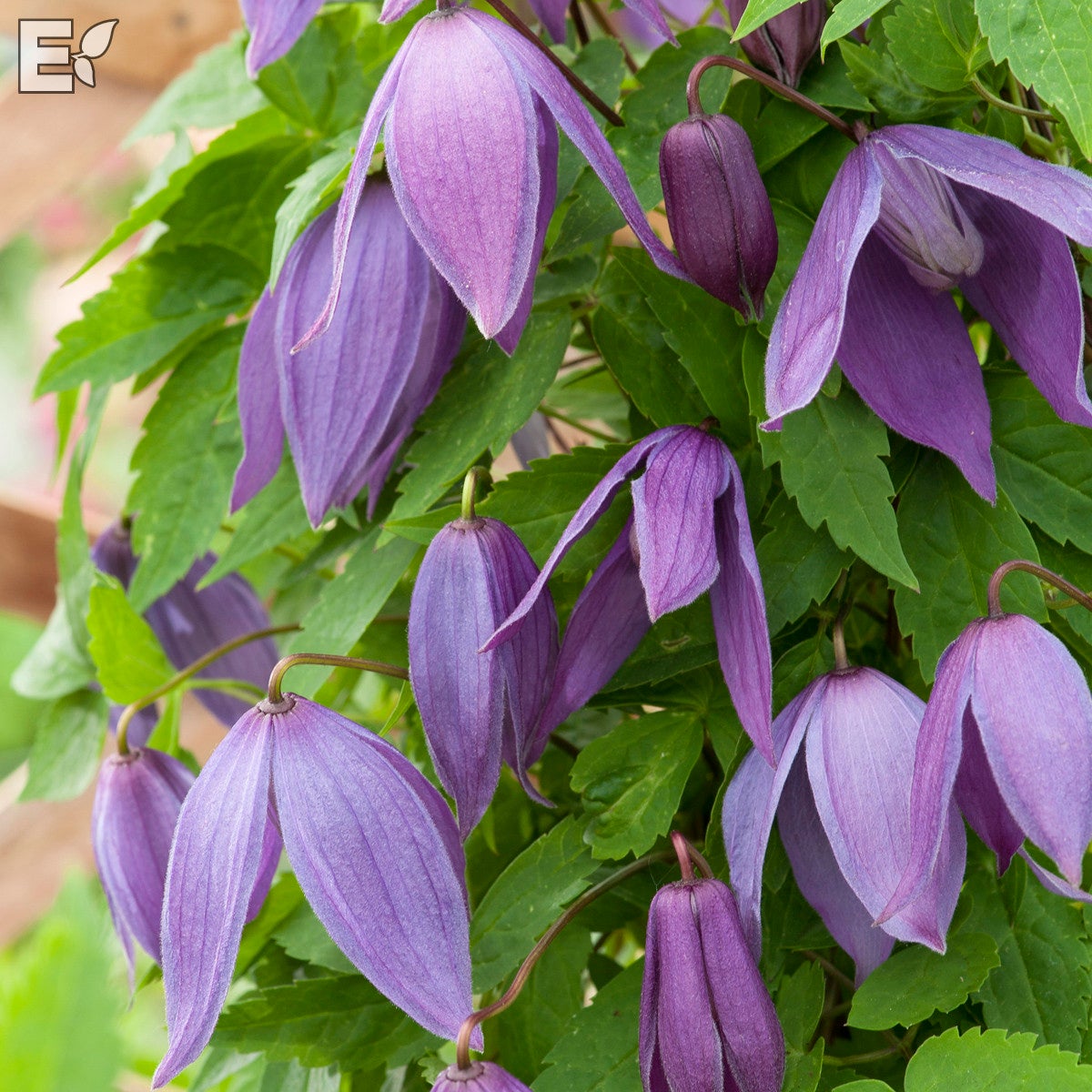 atragene-klematis 'Tage Lundell' E