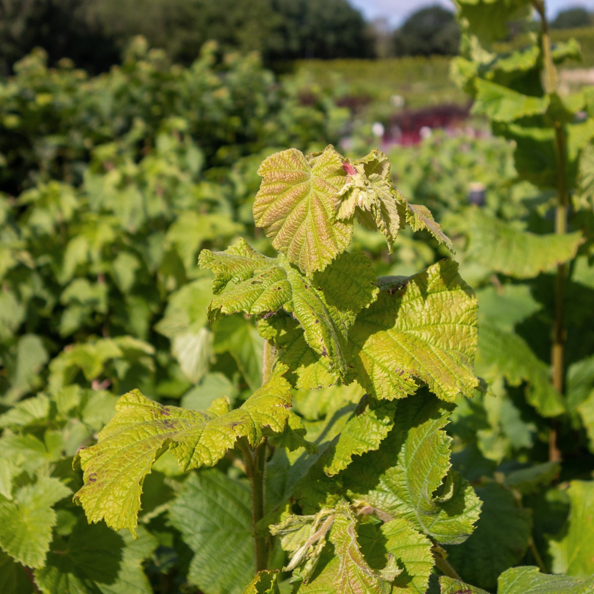 hasselnöt 'Cosford'