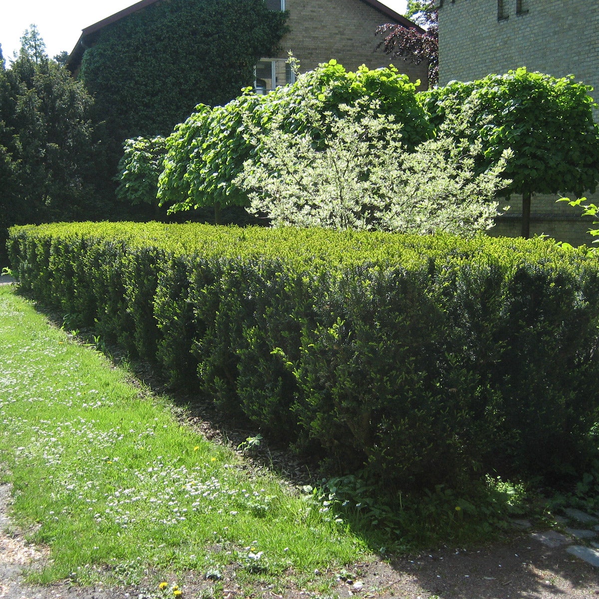 hybrididegran 'Hicksii'