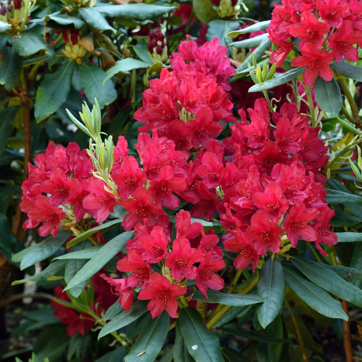 parkrododendron 'Feuerschein'